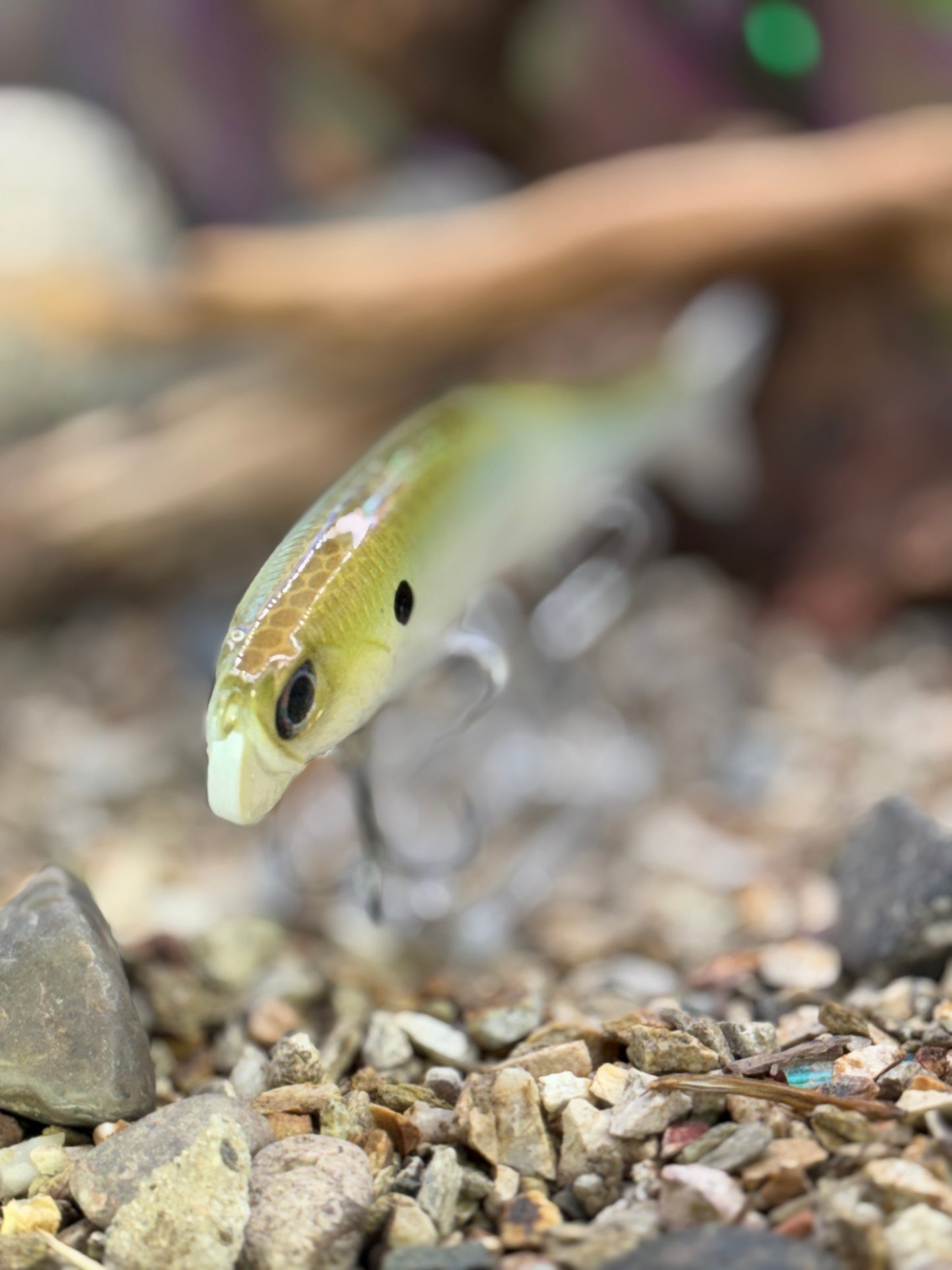 Seadrive Shad