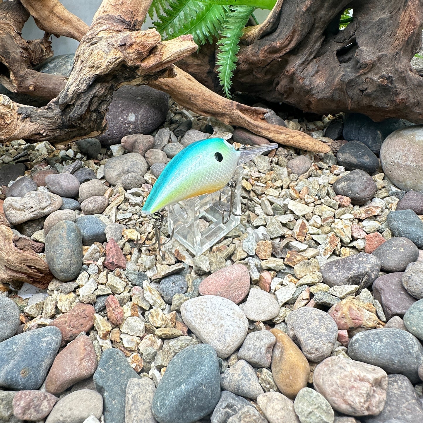 JKB OG Wiggle Wart