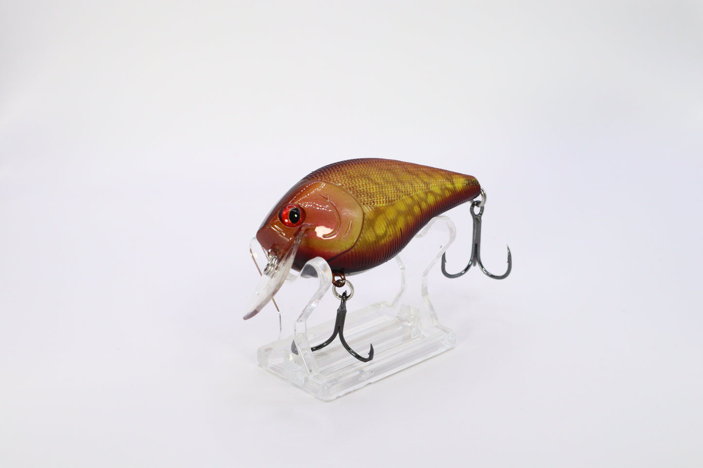 2.5 Squarebill