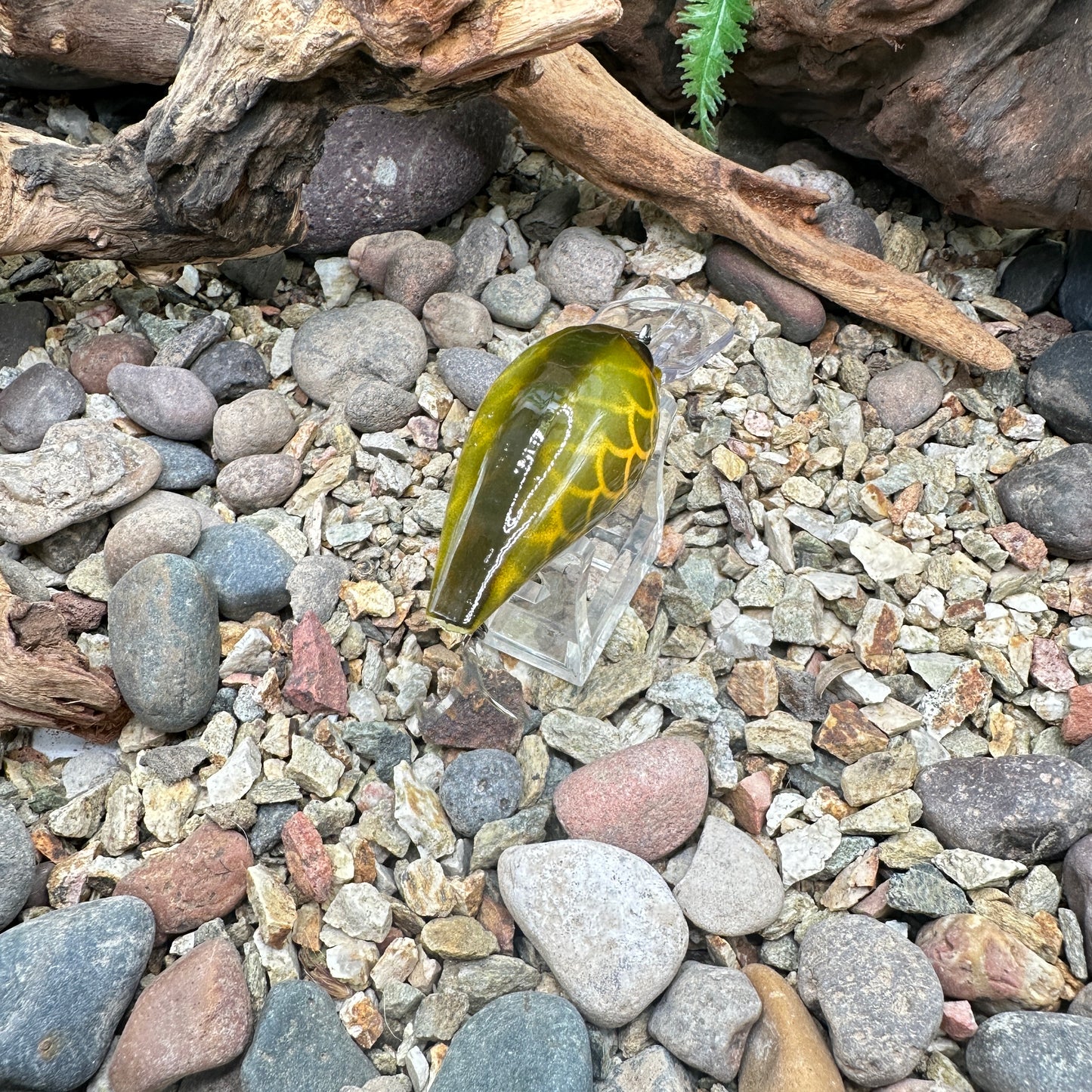 JKB OG Wiggle Wart