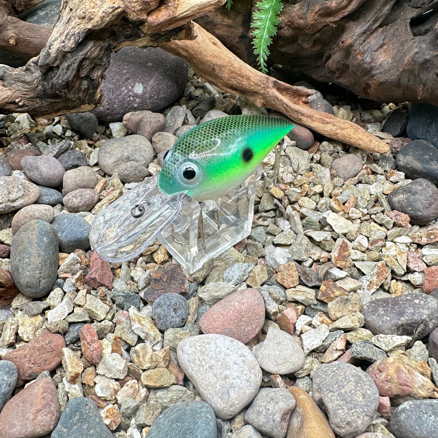 JKB OG Wiggle Wart