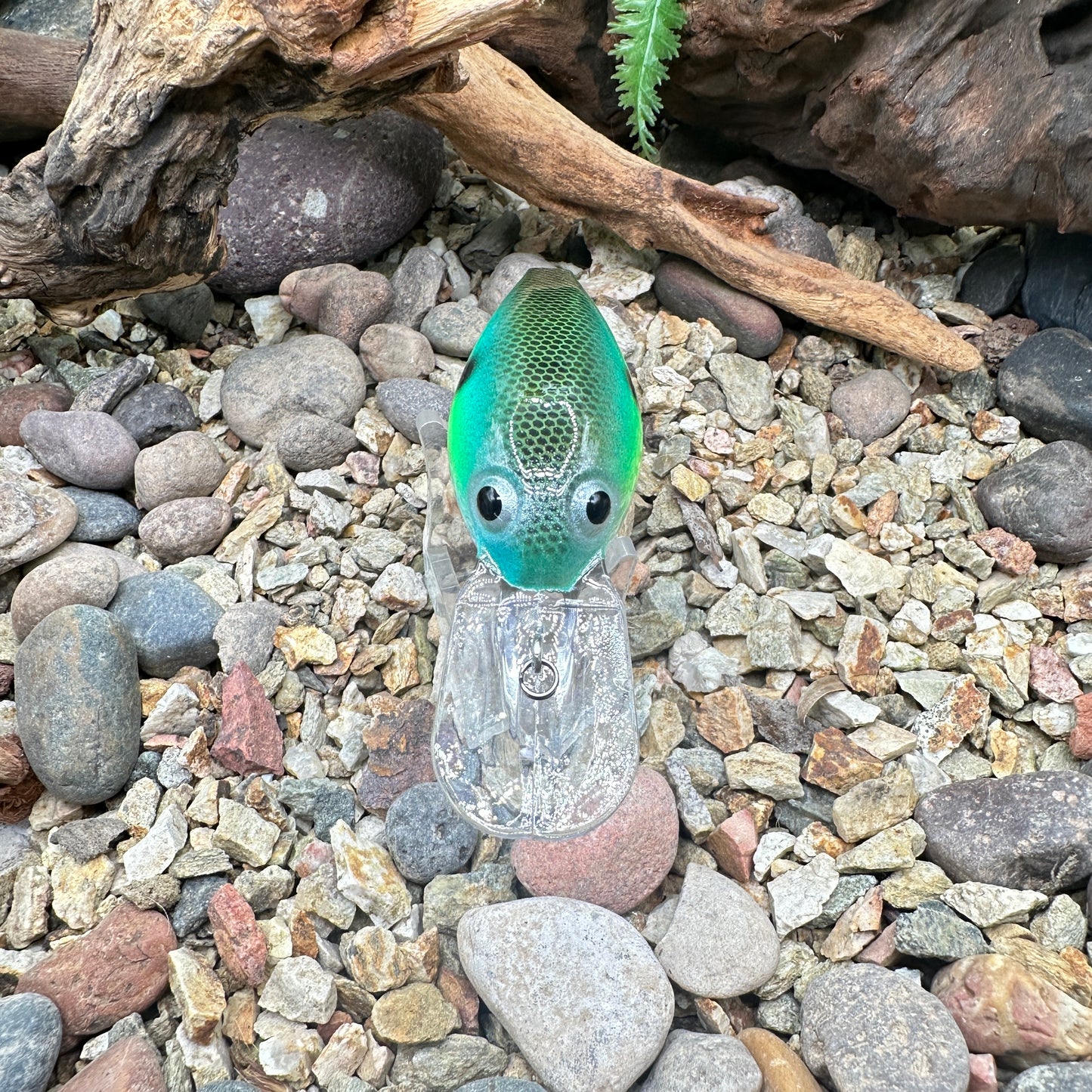 JKB OG Wiggle Wart