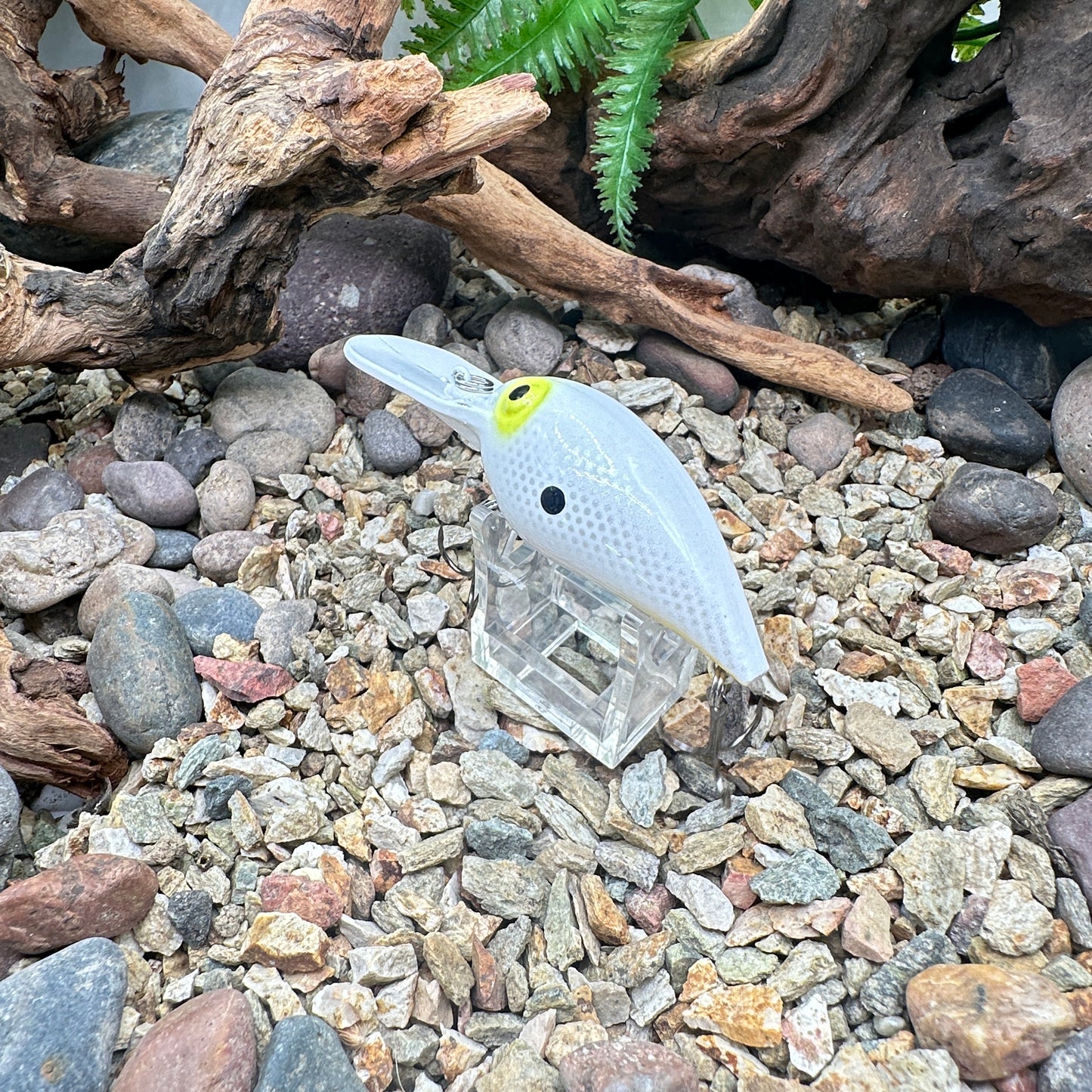 JKB OG Wiggle Wart