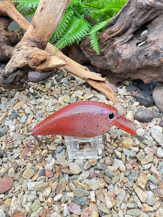 Market Squid Squarebill