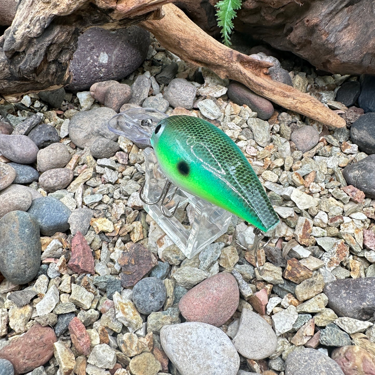 JKB OG Wiggle Wart