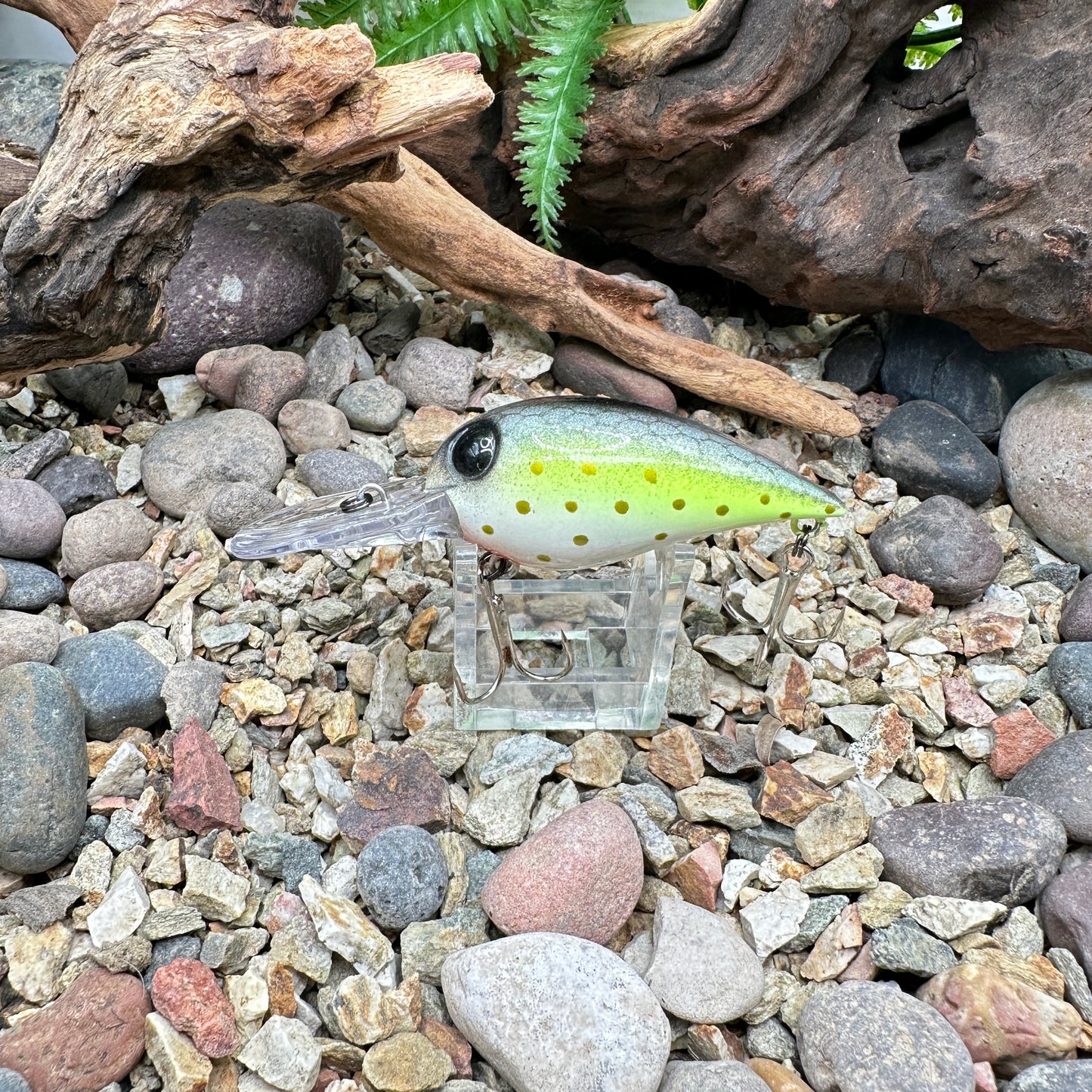 JKB OG Wiggle Wart