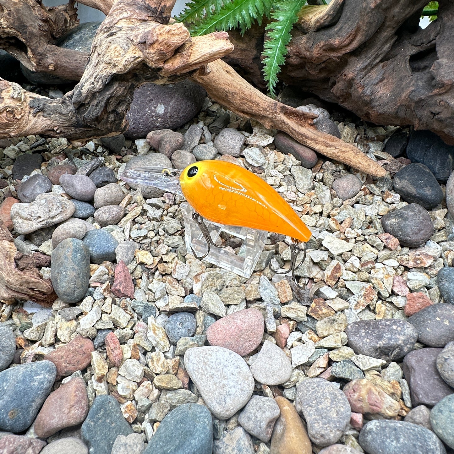 JKB OG Wiggle Wart