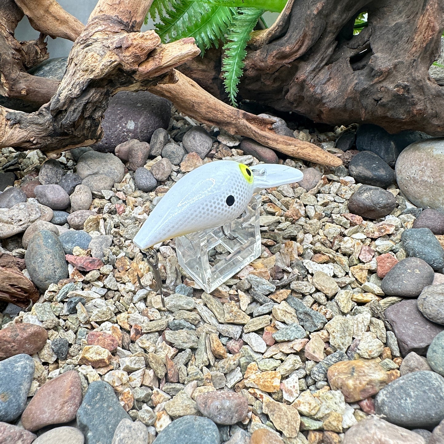 JKB OG Wiggle Wart