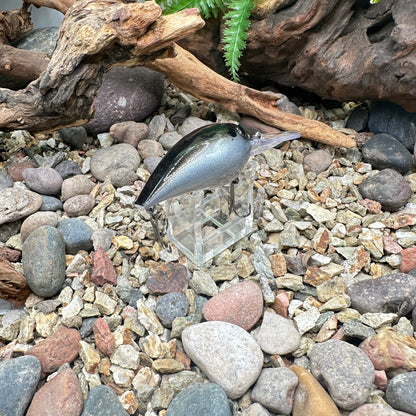 JKB OG Wiggle Wart