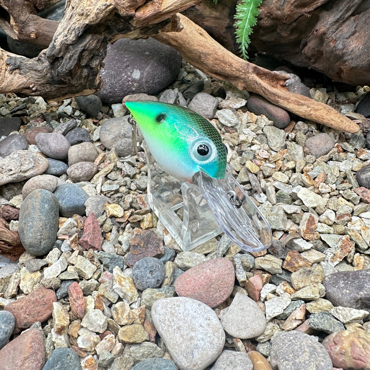 JKB OG Wiggle Wart