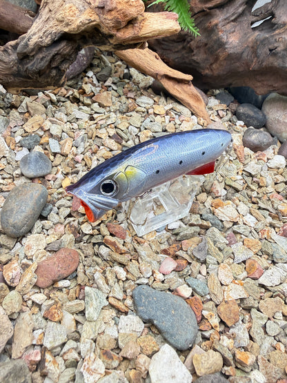 JKB S Popper Baby Dino