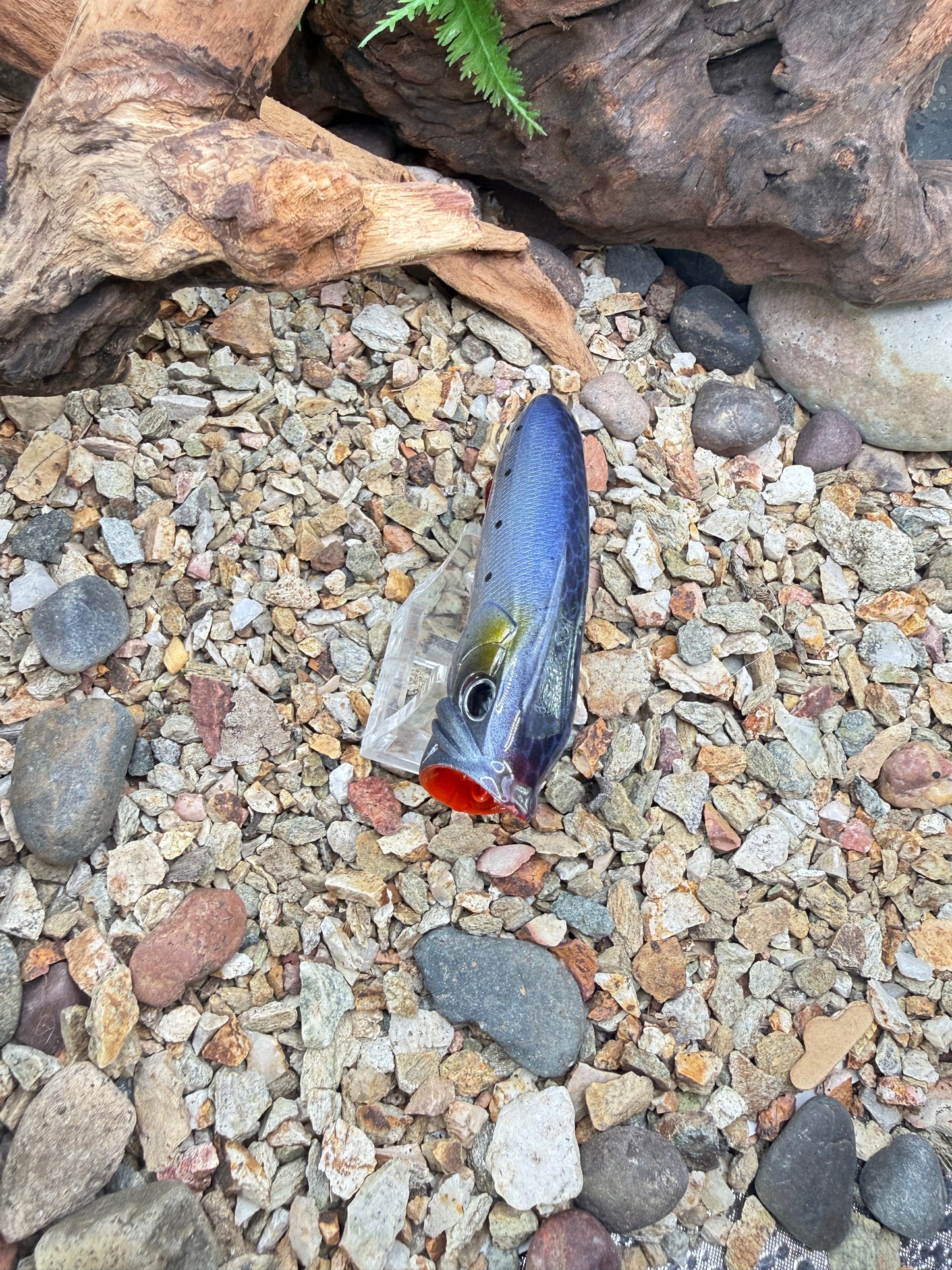 JKB S Popper Baby Dino